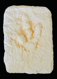 Cast Of A Fossilized Jurassic Track