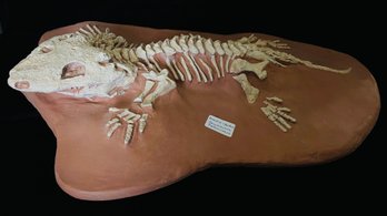 Amphibian Seymouria Permian Fossil Reproduction