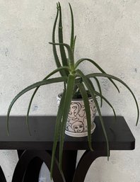 Live Aloe Vera Plant In Ceramic Planter