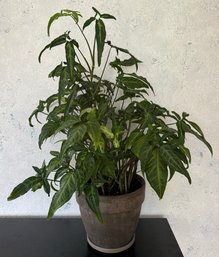 Live Arrowhead Plant W/ Terracotta Planter