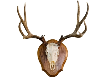 Mounted Deer Skull With Antlers On Wooden Plaque