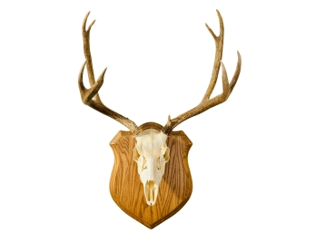 Mounted Elk Skull With Antlers On Wooden Plaque
