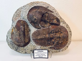 Large Trilobite Fossil, 550 Million Years Old -  From Morocco