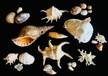 Assortment Of Sea Shells, Harpago Shell, Conch Shell And More 1 Of 2