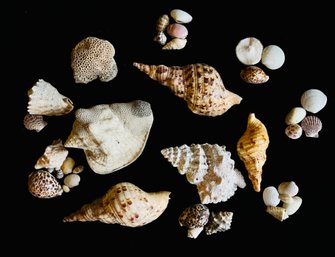 Assortment Of Sea Shells, Charonia Tritonis Shell, Reishia Shell And More  2 Of 2