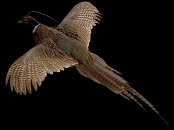 Pheasant Taxidermy