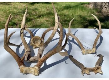 Collection Of 5 Antlers