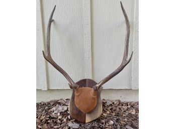 Taxidermy Horns Mounted On Wood Plaque