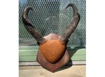 Antelope Horns Mounted On Wood Plaque