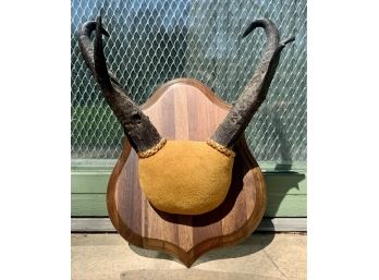 Antelope Horns Mounted On Wood Plaque