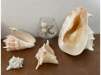 Collection Of Sea Shells