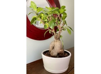 Bonzai Ficus In White Pot