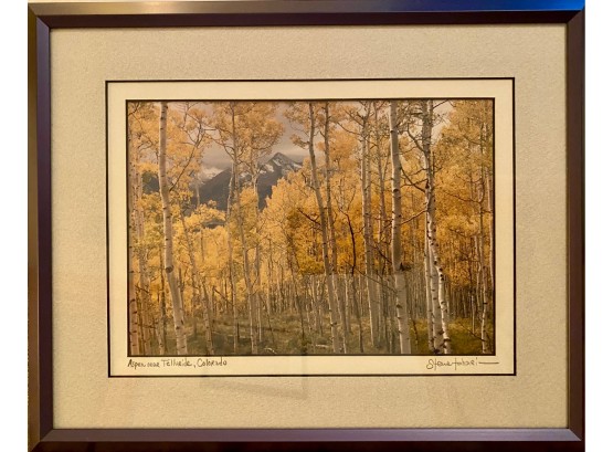 Aspen Near Telluride Forest Framed And Matted Photograph By Steve Tohari Signed In Pencil In Matte Metal Frame