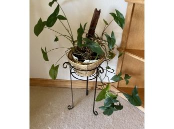 Live Plant With Metal Stand