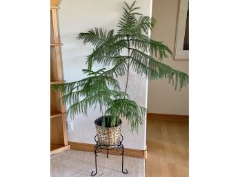 Live Norfolk Island Pine Over 20 Years Old! With Metal Stand