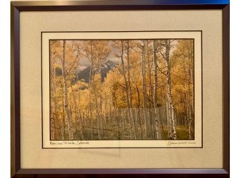 Aspen Near Telluride Forest Framed And Matted Photograph By Steve Tohari Signed In Pencil In Matte Metal Frame