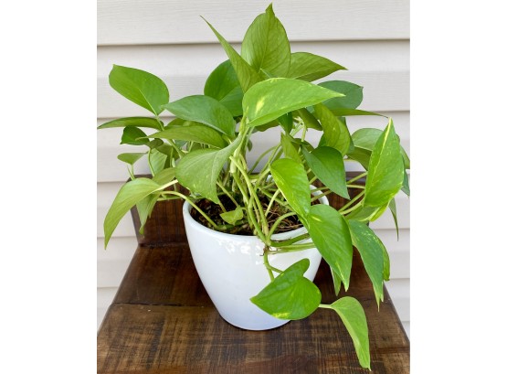 Healthy Plant In White Ceramic Pot