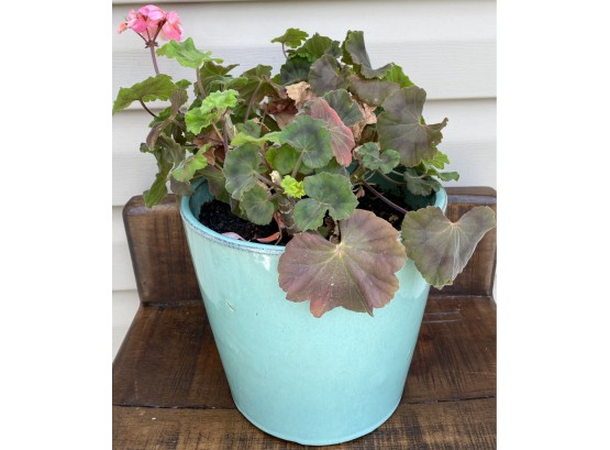 Pink Flowers In Teal Pot