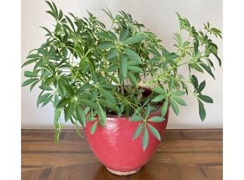 Healthy Plant In Red Ceramic Pot
