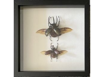 Two Framed Australian Beetles