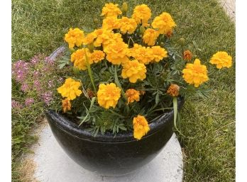Dark Brown 14 Inch Ceramic Pot With Yellow Flowers
