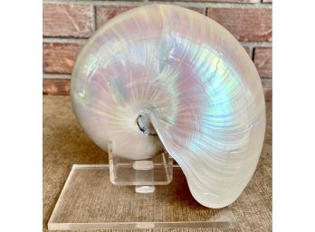 Beautiful Iridescent Nautilus Shell On Stand