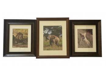Nice Grouping Of Framed Photographs Of African Animals Including Lions And Elephants