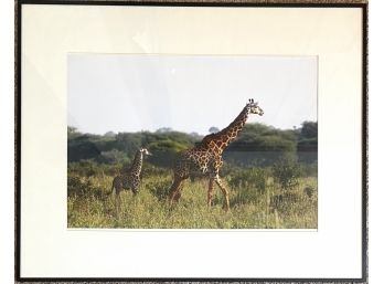 Large Framed Photograph Of Giraffe And Baby Walking In The Savannah