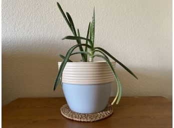 Cute Live Aloe Plant In Blue And White Pot