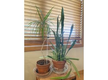 Lot Of 2 Potted Plants