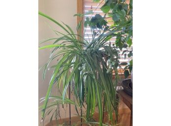 Spider Plant With Decorative Pot