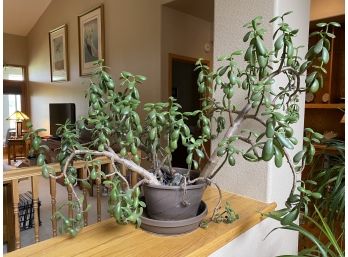 Jade Tree