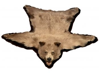 Amazing Small Cinnamon Phase Black Bear Skin Rug/Wall Hanging With Felt Backing. Good Condition.