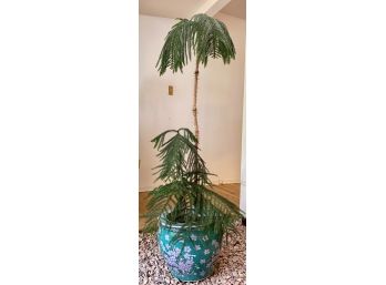 Healthy Tree In Large Pretty Floral China Pot