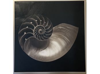 Seashell Print In Silver Frame