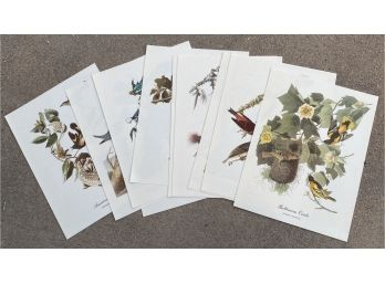 Pretty Bird Classification Prints