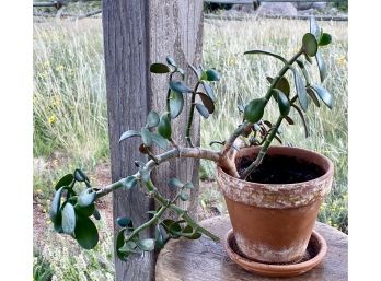 Plant In Small Pot