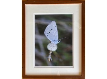 Framed Moth Photo In Wooden Frame