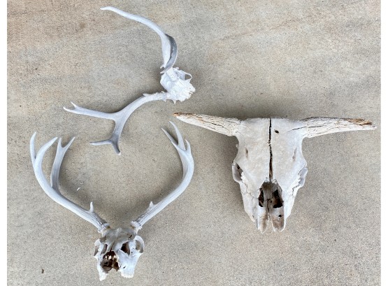Three Skulls And Antlers