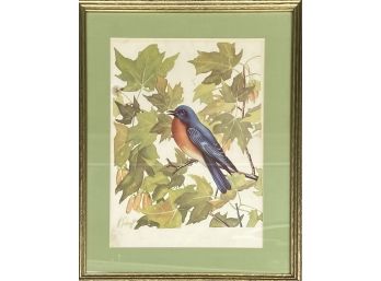 Beautiful Bird Print Framed