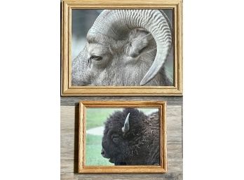 2 Framed Wild Life Photos- Big Horn Sheep & Buffalo