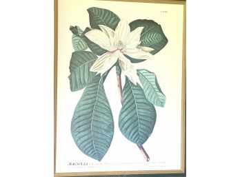 Magnolia Framed Print 34' X 29'