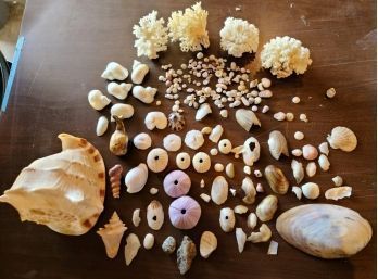 Large Lot Of Ocean Coral Reef And Sea Shells