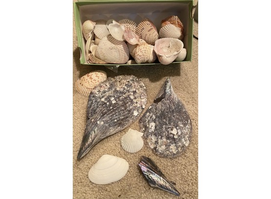Box Of Assorted Seashells