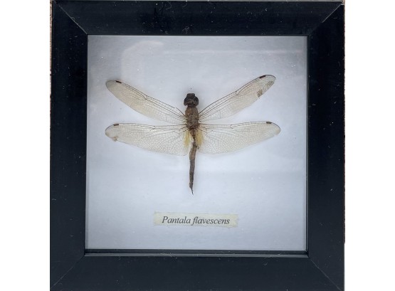 Framed Dragonfly Specimen