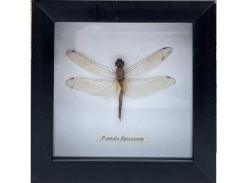 Framed Dragonfly Specimen