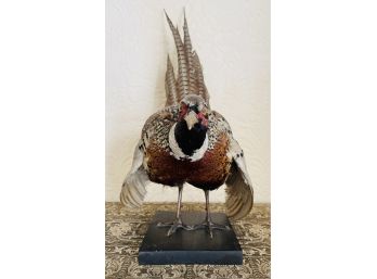 Antique Taxidermy Pheasant On Stand- 1928