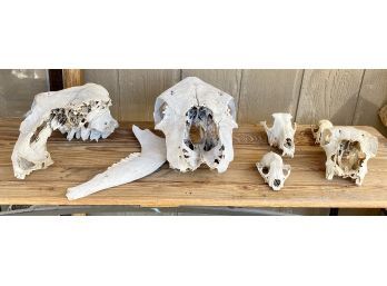 Lot Of Miscellaneous Animal Skulls