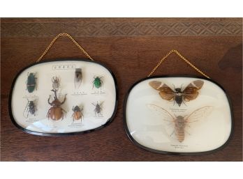 Mounted Japanese Insects