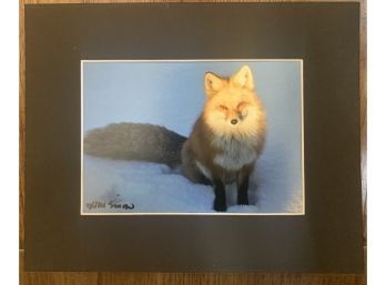 Picture Of A Fox No Frame